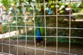 Squared web jail cage on a farm with a blurry peacock on the background