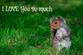 Squarel in grass and text l love you so much Royalty Free Stock Photo