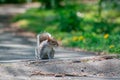 Squarel in park