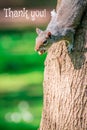 Squarel on tree