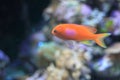 Squarespot anthias Royalty Free Stock Photo