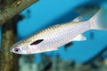 Squaretail mullet Royalty Free Stock Photo