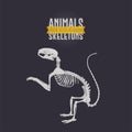 Squarrel Animals Skeletons dark Royalty Free Stock Photo