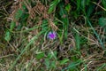 Squarrose knapweed Centaurea triumfettii Plant Growing in Devon UK Royalty Free Stock Photo