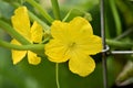 Growing Squash Yellow flower with foliage Royalty Free Stock Photo