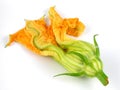 Squash blossom