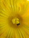 Squash blossom with bee