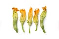 Squash blossom, courgette flowers isolated