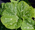 Squash blossom leaves