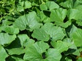 Squash blossom leaves