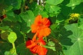 Squash blossoms