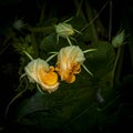 Squash Blossoms Opening in the Early Morning Royalty Free Stock Photo