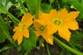 Squash blossoms three yellow-orange squash flowers on a plant Royalty Free Stock Photo