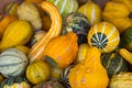 Squash in a bucket Royalty Free Stock Photo