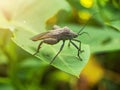 squash bug on the green leaves Royalty Free Stock Photo