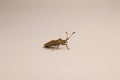 Squash bug isolated on white background. like looks brown marmorated stink bug Royalty Free Stock Photo