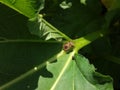 Squash bug, or Leaf-footed bug on a green rhubarb Royalty Free Stock Photo