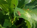 Squash bug, or Shield Bug on a green rhubarb leaf. Royalty Free Stock Photo