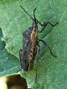 Squash bug & x28;Anasa tristis& x29;, Order Hemiptera, Family Coreidae Royalty Free Stock Photo