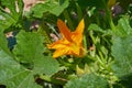 Squash, courgette, zucchini, yellow flower of vegetable marrow with green leaves Royalty Free Stock Photo