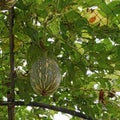 Squash cushaw pumpkin or cucurbita mixta on tree Royalty Free Stock Photo