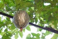 Squash cushaw pumpkin or cucurbita mixta on tree Royalty Free Stock Photo