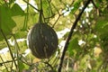 Squash cushaw pumpkin or cucurbita mixta on tree Royalty Free Stock Photo