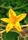 Squash flower Royalty Free Stock Photo