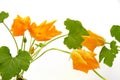 Squash flower and leaves isolated on white Royalty Free Stock Photo