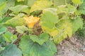 Squash flower and young fruit close-up at kitchen garden farm in Vietnam Royalty Free Stock Photo