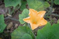 Squash flower and young fruit close-up at kitchen garden farm in Vietnam Royalty Free Stock Photo