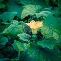 Squash flower and young fruit close-up at kitchen garden farm in Vietnam Royalty Free Stock Photo