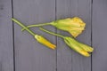 Squash flowers on grey rustic table Royalty Free Stock Photo