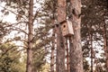 A squash in the forest on a tree. bird house on a pine tree in the park. birdhouse