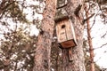 A squash in the forest on a tree. bird house on a pine tree in the park. birdhouse