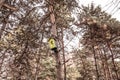 A squash in the forest on a tree. bird house on a pine tree in the park. birdhouse