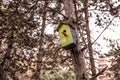 A squash in the forest on a tree. bird house on a pine tree in the park. birdhouse