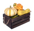 Squash gourd Royalty Free Stock Photo