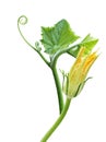 Squash leaves and flower Royalty Free Stock Photo