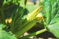 Squash marrow plant and flower. Green vegetable marrow growing on bush. Harvesting time. Selective focus Royalty Free Stock Photo