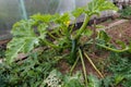 Squash marrow plant