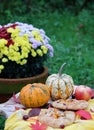 Squash galleta close up photo. Autumn still life Royalty Free Stock Photo