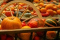 Squash pile, halloween decorations,red orange pumpkin background, traditional seasonal holiday