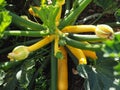 Squash plant