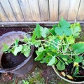 Squash plants Royalty Free Stock Photo