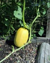 Squash plants growing in the vertical garden.