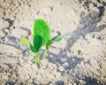 Squash seedling growing with green seed casing on dry loam soil at farmland in Puyallup, Washington Royalty Free Stock Photo