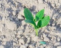 Squash seedling growing with green seed casing on dry loam soil at farmland in Puyallup, Washington Royalty Free Stock Photo