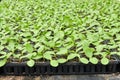Squash seedlings Royalty Free Stock Photo