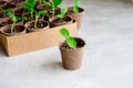 Squash seedlings growing in a pot. Royalty Free Stock Photo